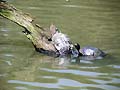 Guy Fanguy - Artist - Animals - Louisiana - Native Animals.jpg Size: 49078 - 4